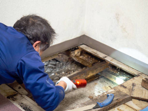 Best DIY Mold Remediation Support Services in Weatherford, OK