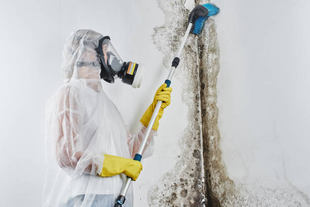 Best White Mold Remediation in Weatherford, OK