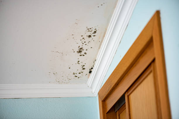 Best Residential Mold Remediation in Weatherford, OK