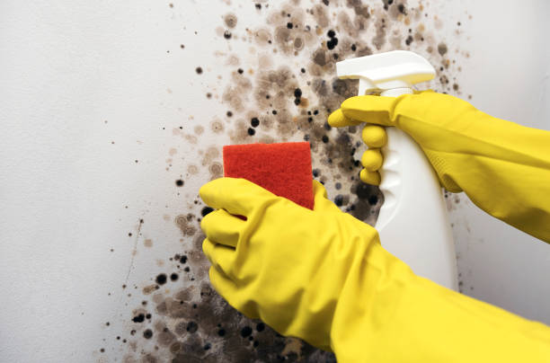 Best Mold Remediation for Specific Building Types in Weatherford, OK