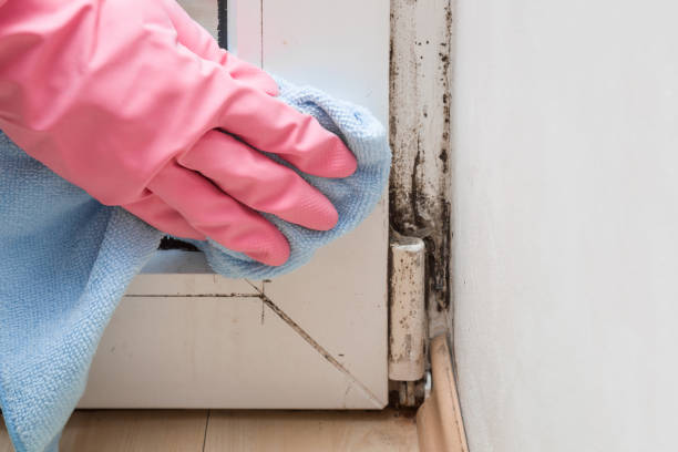 Best Residential Mold Remediation in Weatherford, OK